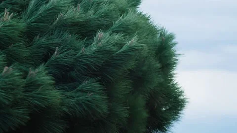 The wind blows the tops of the pines. Close-up of green pine branches swaying in Stock Footage 185536632