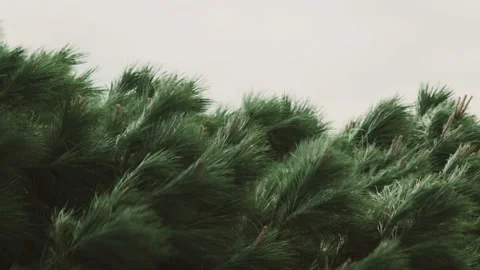 The wind blows the tops of the pines. Close-up of green pine branches swaying in Stock Footage 187042197