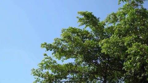 The wind blows the tops of trees blown in the blue sky. Stock-Footage 105074618