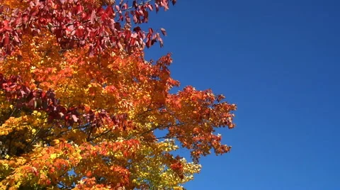 Wind blows tree in autumn  against blue sky Stock Footage 46545574