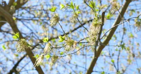 Wind blows to tree blossom after rain Stock Footage 106812690