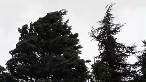 The wind blows the tree. Stock Footage 166030306