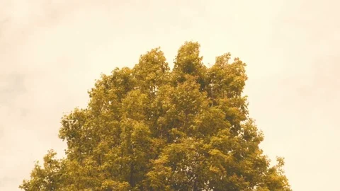The wind blows the tree gently and Clear sky. Stock Footage 104603821