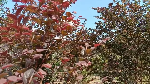 The wind blows a tree with red leaves. Stock-Footage 241476640