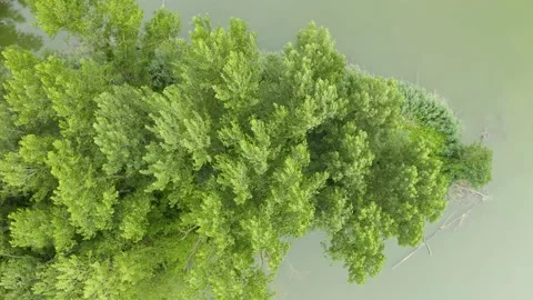 Wind blows the trees. Aerial top shot view. Stock Footage 161067540