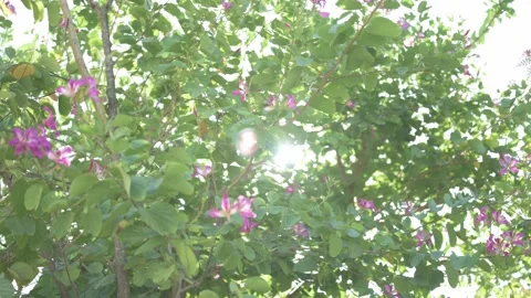 Wind blows the trees and flowers, and the sun shines through the leaves. Stock Footage 294086237