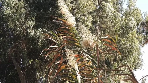 Wind blows on trees and leaves in natural field environment | 2017 | 4k Video stock 82600702