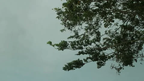Wind blows trees and leaves with dark cloudy sky on background, rainy storm.. Stock Footage 231733992