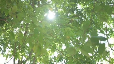 Wind blows the trees, and the sun shines through the leaves. Stock Footage 294086303