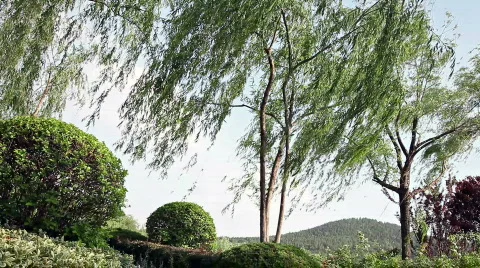 Wind blows trees Video stock 748979