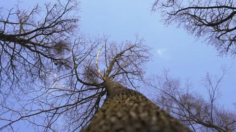 Wind blows the trees in the forest. Stock Footage 148429921