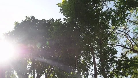 Wind blows to the trees. Nature background Stock Footage 85702574