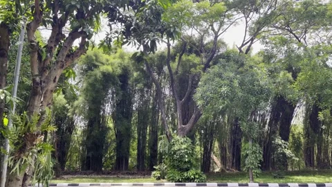 Wind blows trees, Nature, Wide Shot Vídeo Stock 334297509