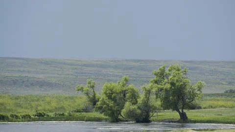 Wind blows trees near prairie pond Stock Footage 83688581
