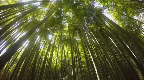 Wind blows trough the bamboo trees Stock Footage 48667976