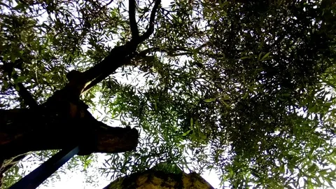 Wind blows trough olive tree Stock Footage 76228639