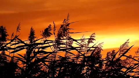 The wind blows under the orange sky Video stock 237261428