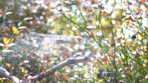 A wind blows the web in the forest 4K Video stock 96885957