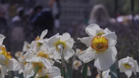 Wind blows on white and yellow daffodils in a New York City park with pedest Stock Footage 241494976