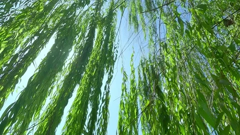 Wind blows willow leaves Stock Footage 211705777