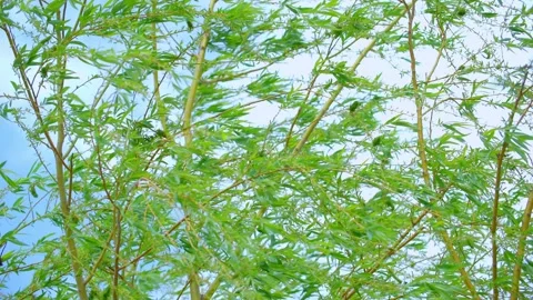 The wind blows the willow trees and sways Stock Footage 257288975