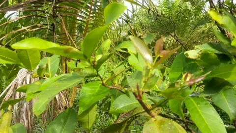 The wind blows the wooden tree Stock Footage 237370828