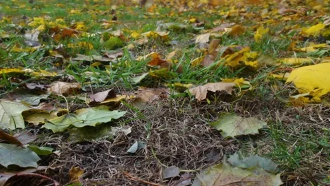 Wind blows yellow and brown fall leaves across grass in low angle closeup. Stock Footage 97894848