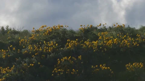 Wind blows yellow arrowleaf balsamroot on hill, 4k Stock Footage 151283143