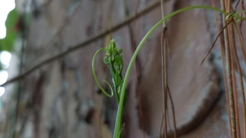 The wind blows the young shoots Stock Footage 263790618