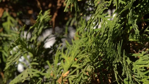 Wind in the branches of evergreen trees Stock Footage 99376195