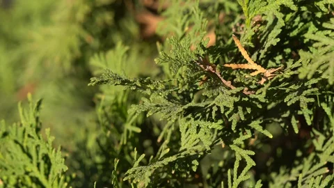 Wind in the branches of evergreen trees Stock Footage 99376261