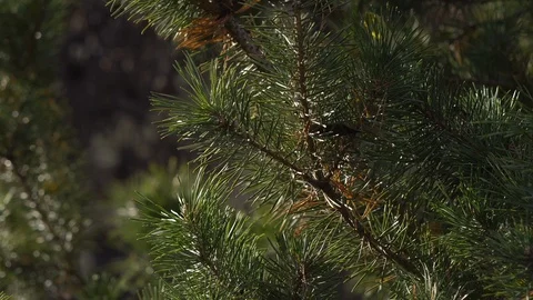 Wind in the branches of evergreen trees Video stock 99376337