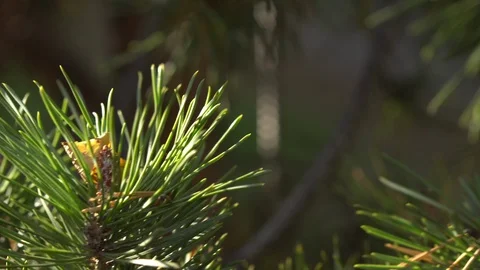 Wind in the branches of evergreen trees Stock Footage 99376422