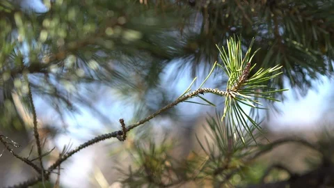 Wind in the branches of evergreen trees Stock Footage 99376440