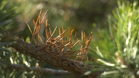 Wind in the branches of evergreen trees Stock Footage 99376505