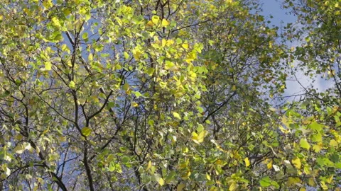 Wind in branches Stock Footage 221580478