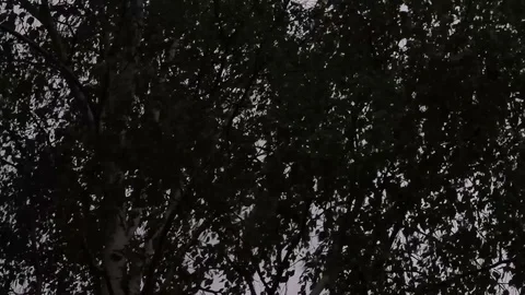 Wind Branches Leaves Stock Footage 97791555