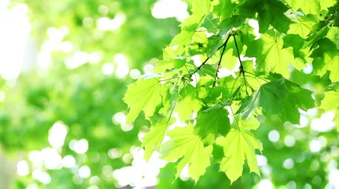 Wind in branches of tree Stock Footage