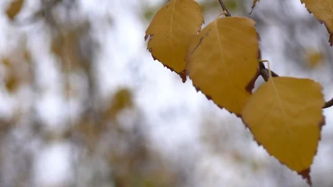 Wind in the branches of trees Stock Footage 98967496