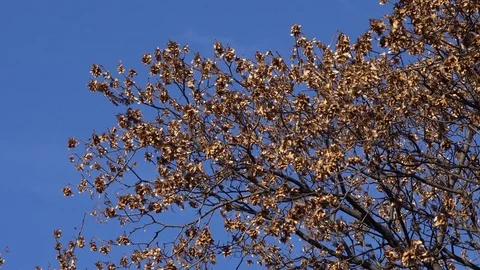 Wind in the branches of trees Stock Footage 99375568