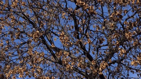 Wind in the branches of trees Stock Footage 99375606
