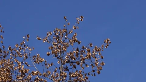 Wind in the branches of trees Stock Footage 99375636