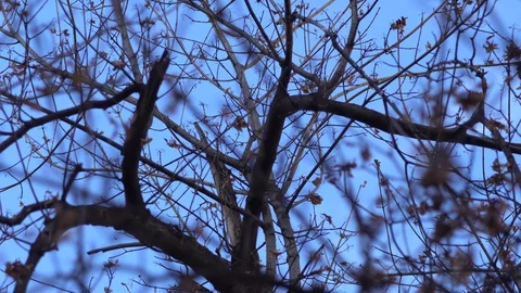 Wind in the branches of trees Stock Footage 99375759
