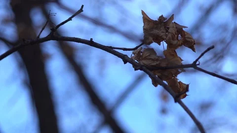 Wind in the branches of trees Stock Footage 99375834