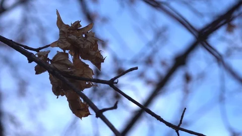 Wind in the branches of trees Stock Footage 99375869