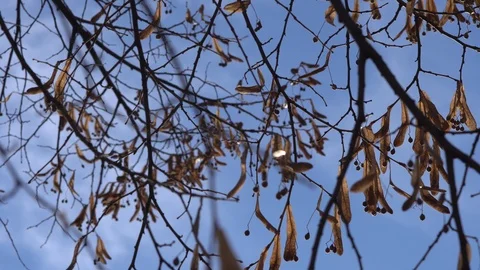 Wind in the branches of trees Stock Footage 99375894