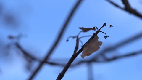Wind in the branches of trees Stock Footage 99376003
