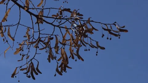 Wind in the branches of trees Stock Footage 99376038