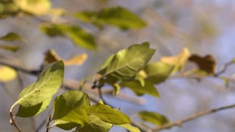 Wind in the branches of trees Stock Footage 99376494