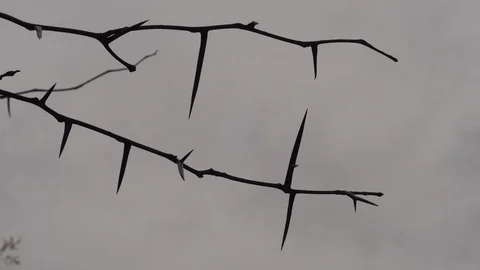 Wind in the branches of trees 動画素材 99425118